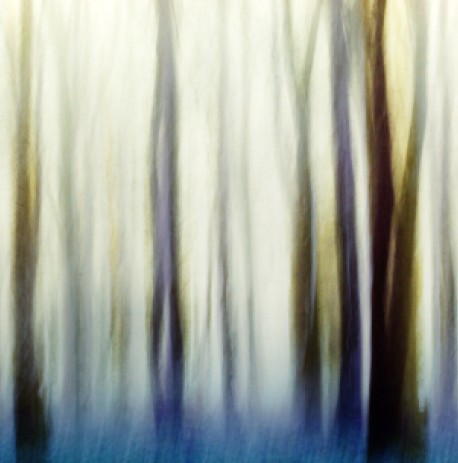 “Mystic Forest”