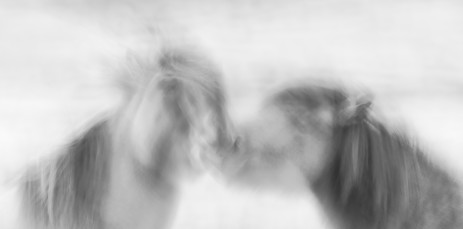 "Horse Dance"