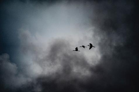 Ibis and egrets in flight, taken with the Sony FE 100-400mm f/4.5-5.6 GM OSS Lens, 2020 © 2020 David Burnett/Contact Press Images