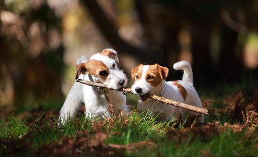 Dogs