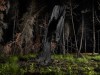 Enchanted Forest #11 (2019)