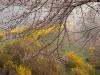 Hawks Nest, Chappaqua, NY. A hedge of forsythia that burst into brilliant yellow bloom in early spring. © Larry Lederman