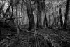 created with the new Sony Alpha a7R IV camera © Andy Katz
