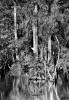 Big Cypress © Clyde Butcher