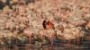 Sony FE 200-600mm f/5.6-6.3 G OSS Lens Sample Image