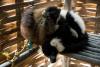 Roki, a black-and-white ruffed lemur, and Bridola, a brown lemur, are kept as pets in the back of a restaurant and shop, in a community of artisanal gold and sapphire miners living in Ambodipaiso, inside of the Ankeniheny - Zahamena Corridor (CAZ), a protected area in Madagascar, July 29, 2018. © Adriane Ohanesian