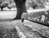 Synthetic image from Allan Weitz’s park bench series, created with Adobe Firefly using the following text prompts: Lichen-covered, bench in park, 3-4 angle view, shallow depth-of-field, monochrome, beside slightly