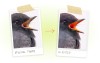 Topaz Photo AI software can dramatically reduce noise in images shot at high ISO. It generates its own detail in some parts of the image to try and improve realism. © Stephen Shankland/CNET