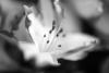 Taken with Voigtlander Heliar 50mm f/3.5 lens © Allan Weitz