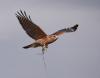 Red-Shouldered Hawk © Shiv Verma
